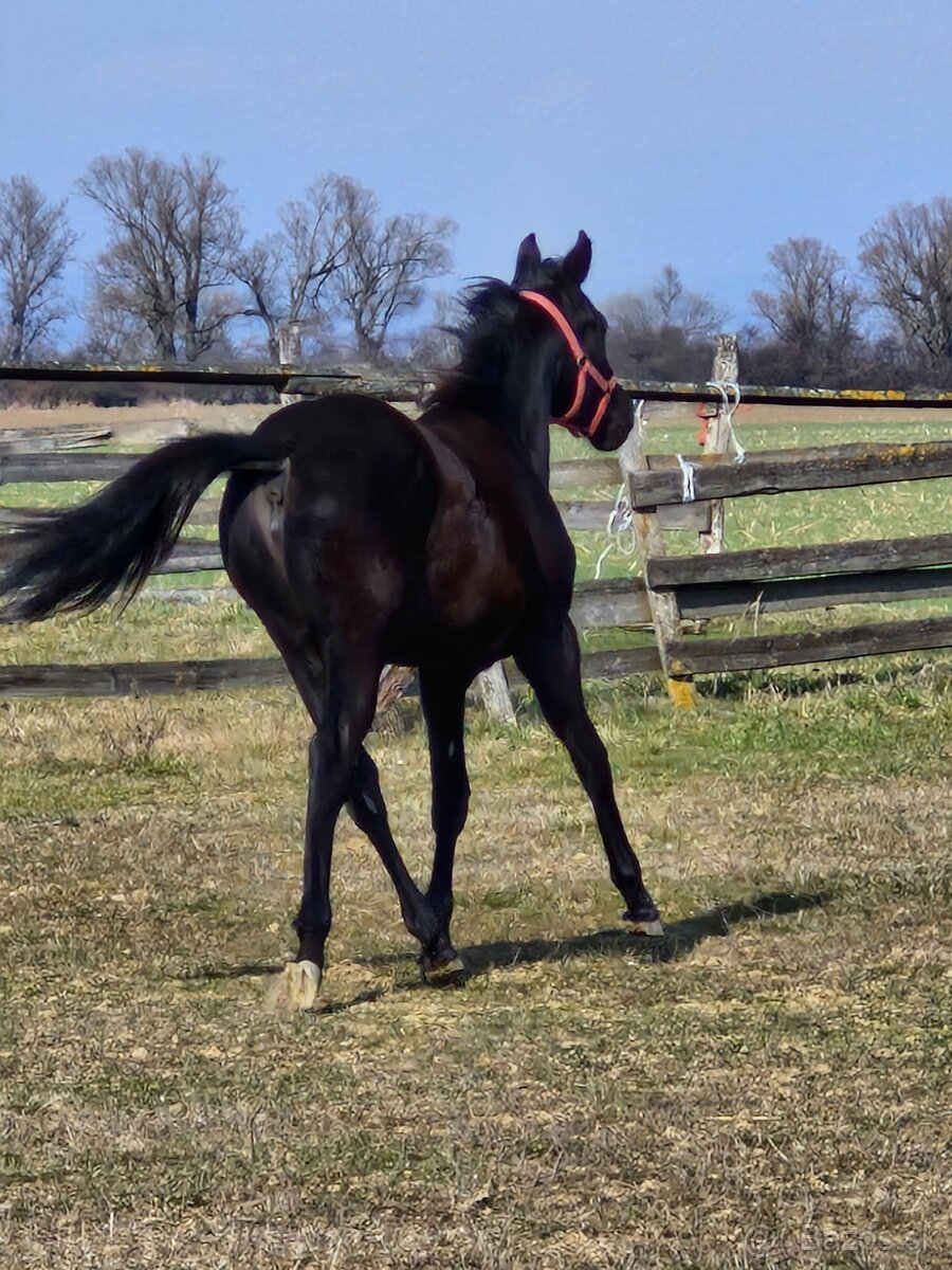 Appaloosa kobylka - 7