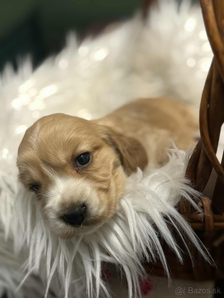 Anglický kokeršpaniel - 7