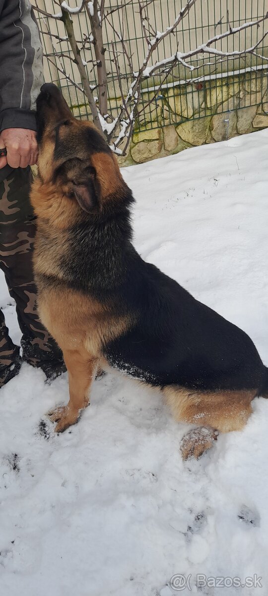 Nemecký ovčiak šteňatá - 7