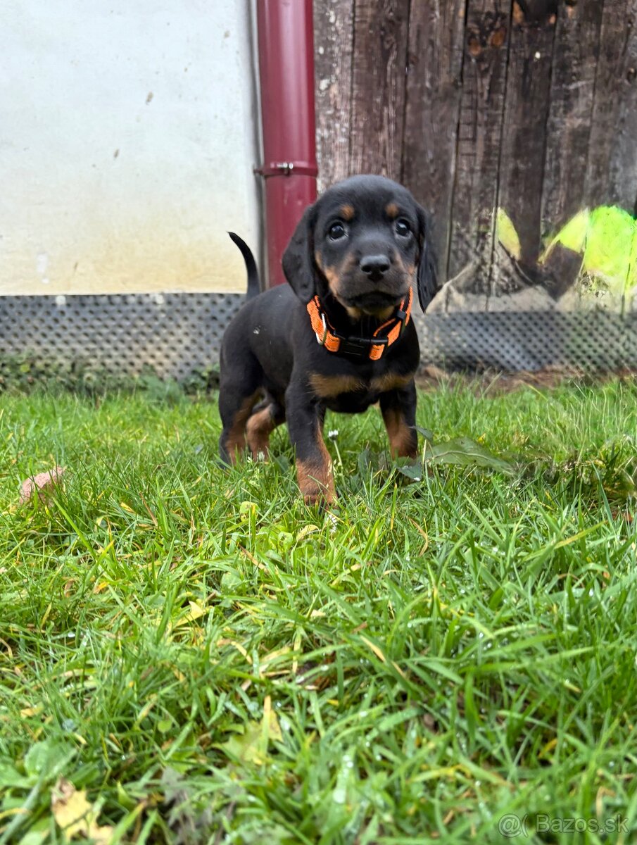 Slovenský kopov s PP - 7