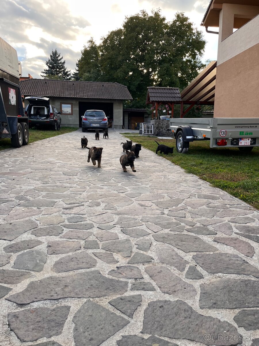 Nemecký ovčiak - 7