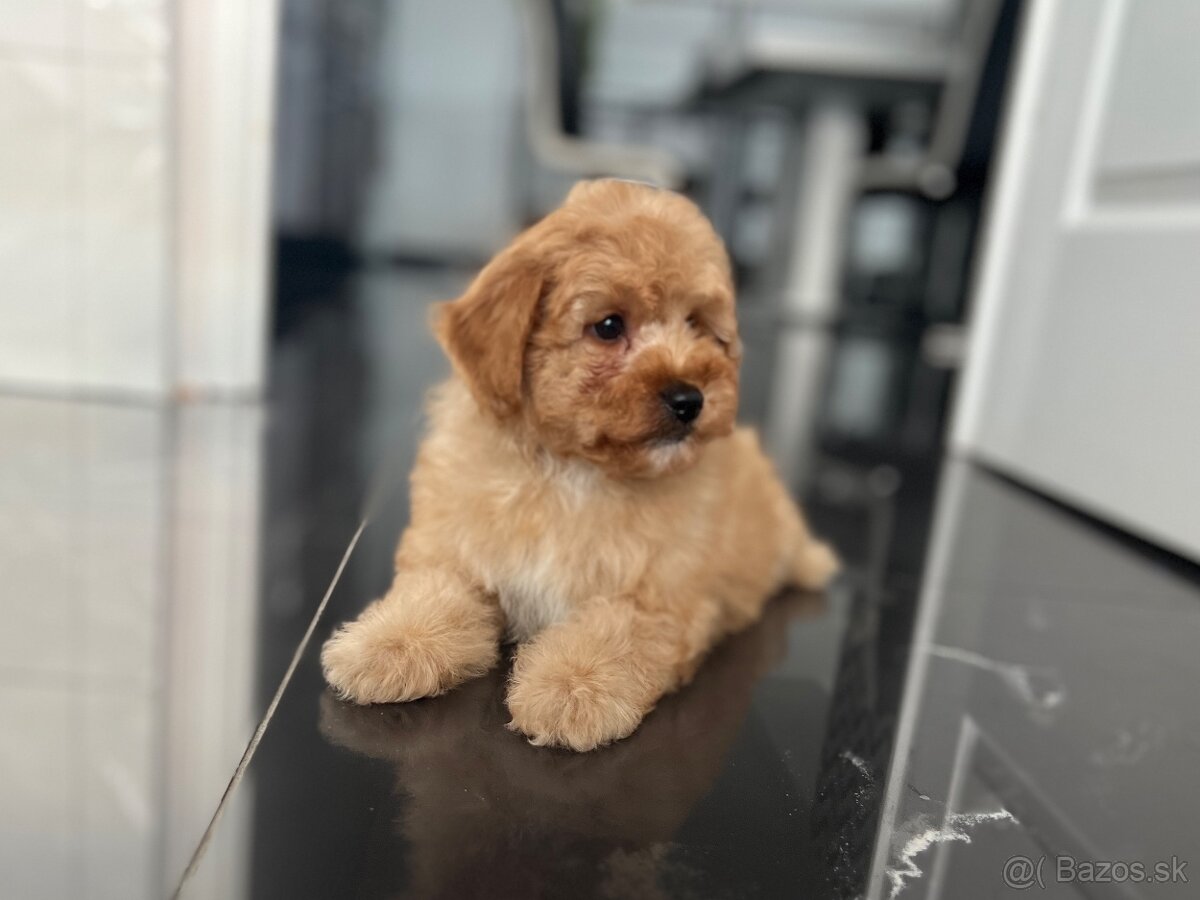 Roztomilý Maltipoo F1B psík ( pudel ) - 7