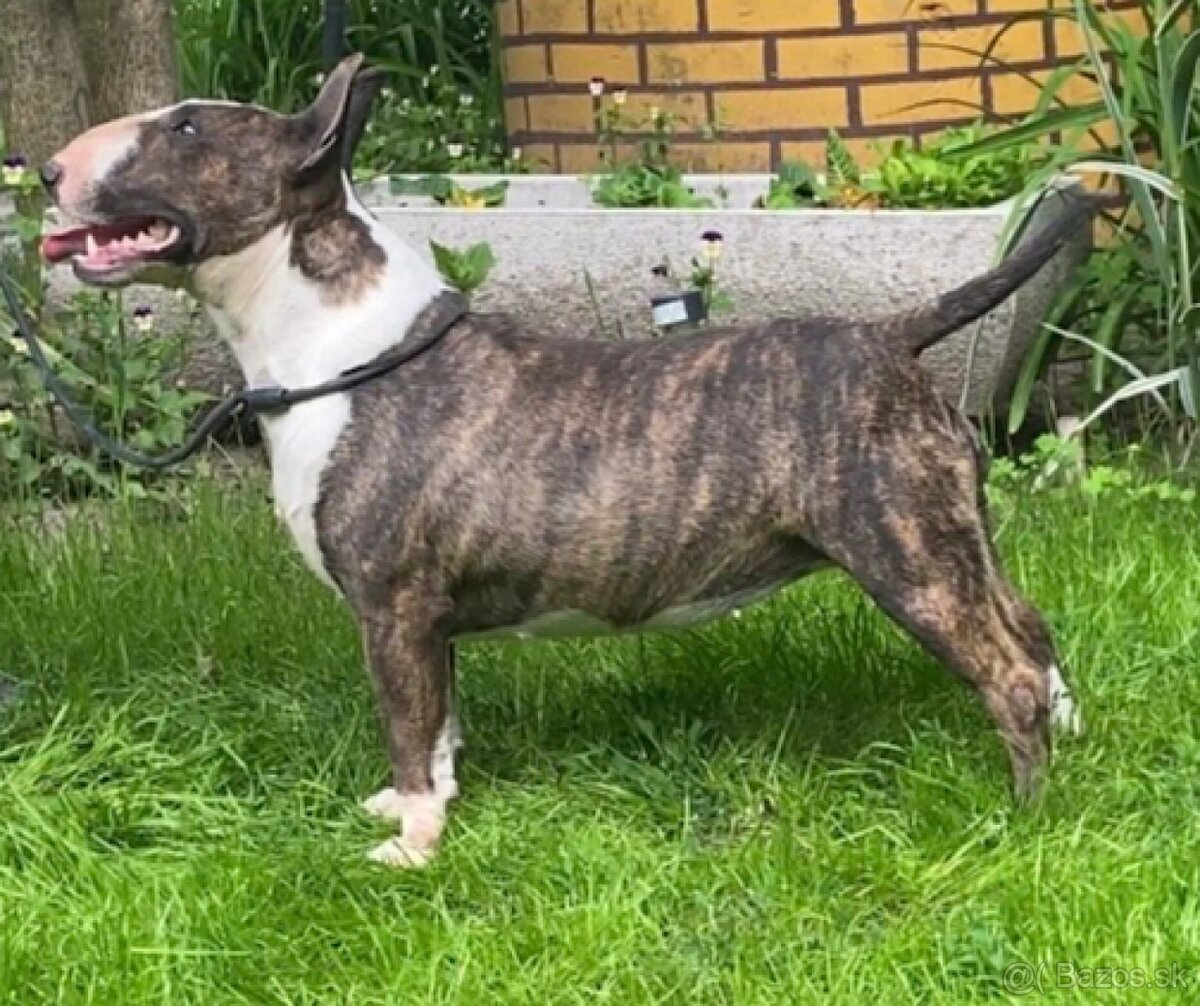 Mini bullterrier - 7