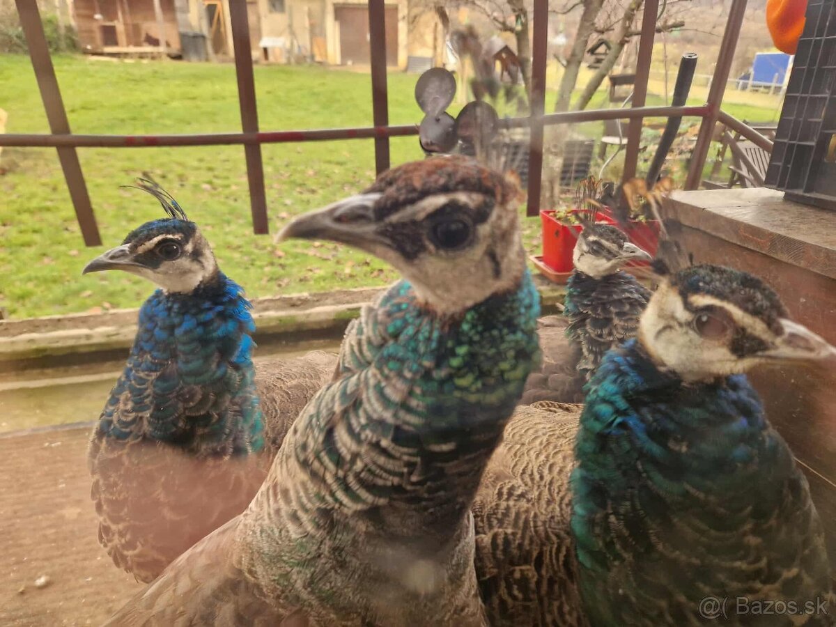 Pávy -9mesačné - 7