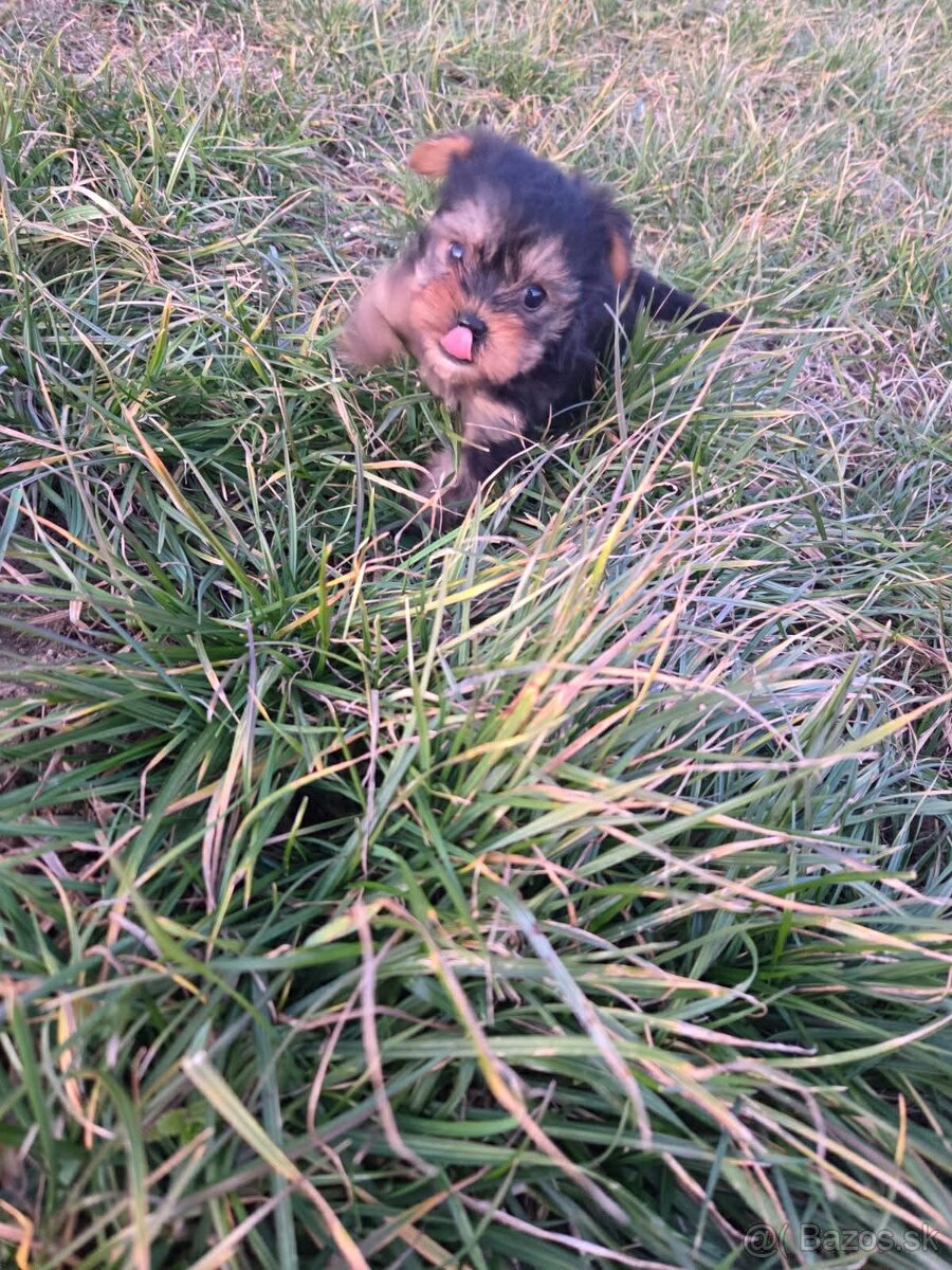 Yorkshirsky terier - 7