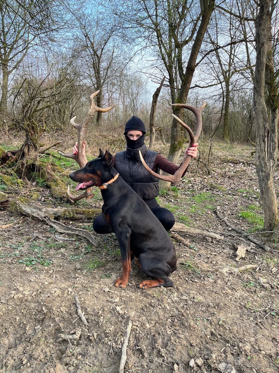 Doberman šteniatka - 7
