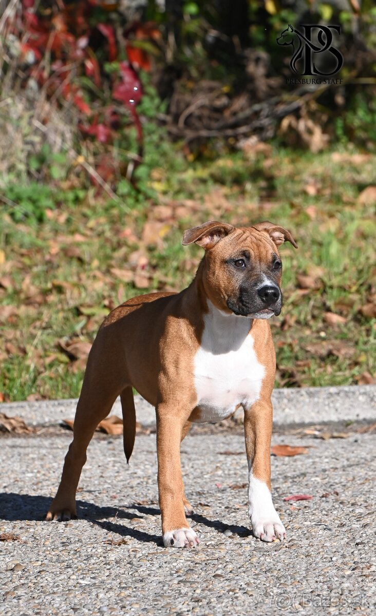 Americký Staffordšírsky terriér - 7