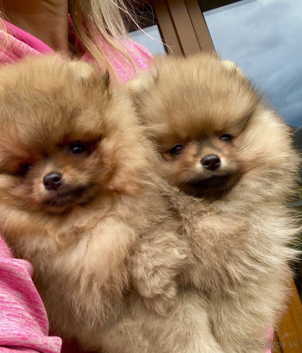 Pomeranian s PP FCI - 7