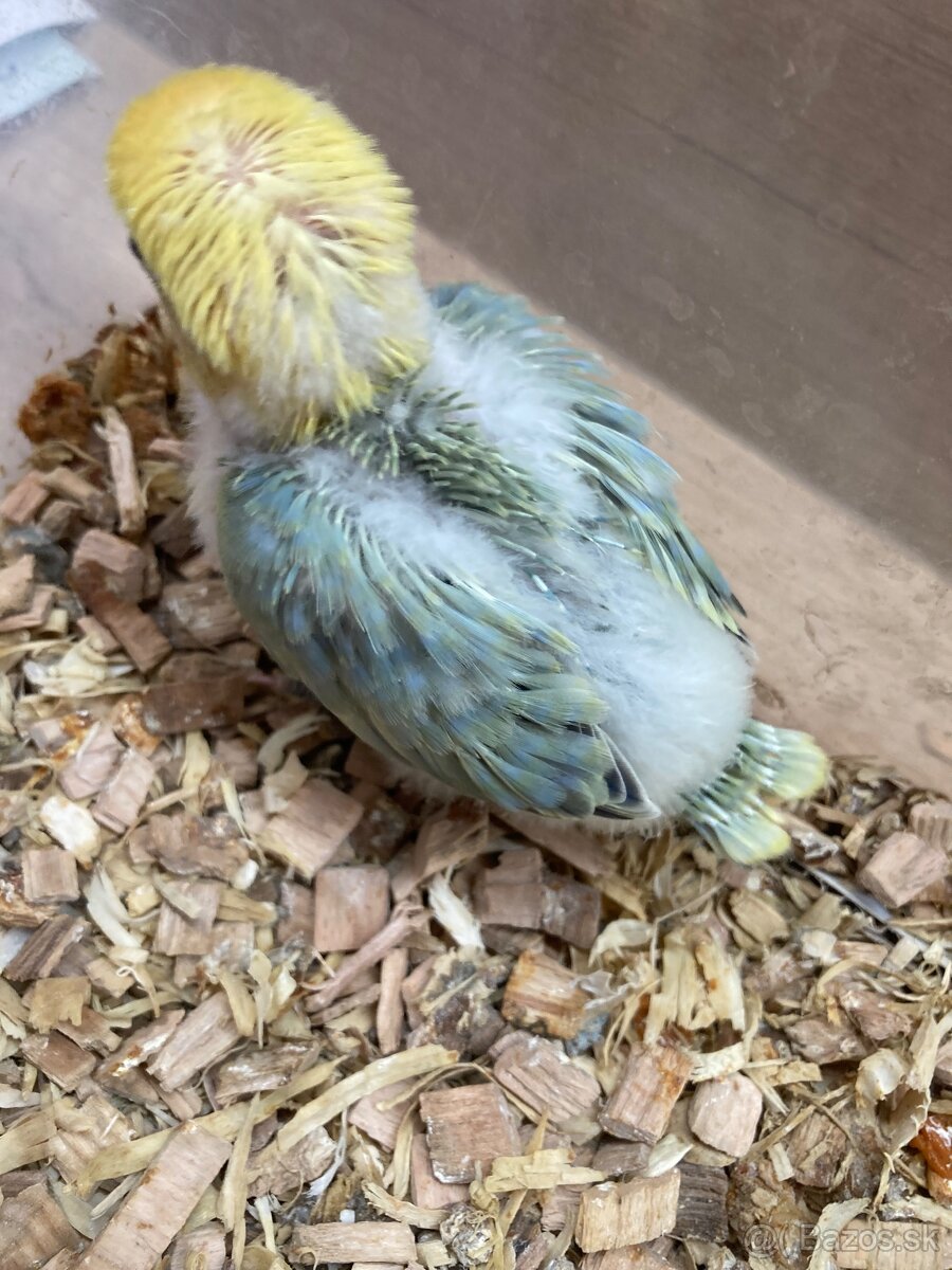 Rucne dokrmovane agapornisy fischer opalin tyrkys - 7