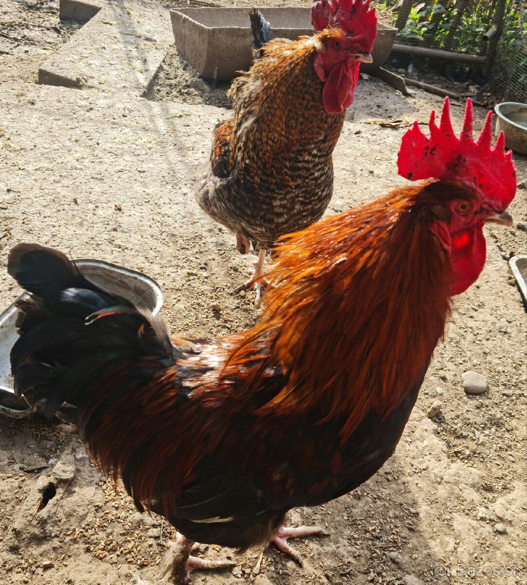 Predám kohútov - 7