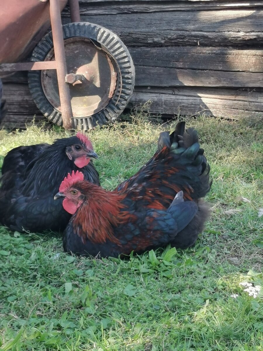 Kohút na predaj - 7