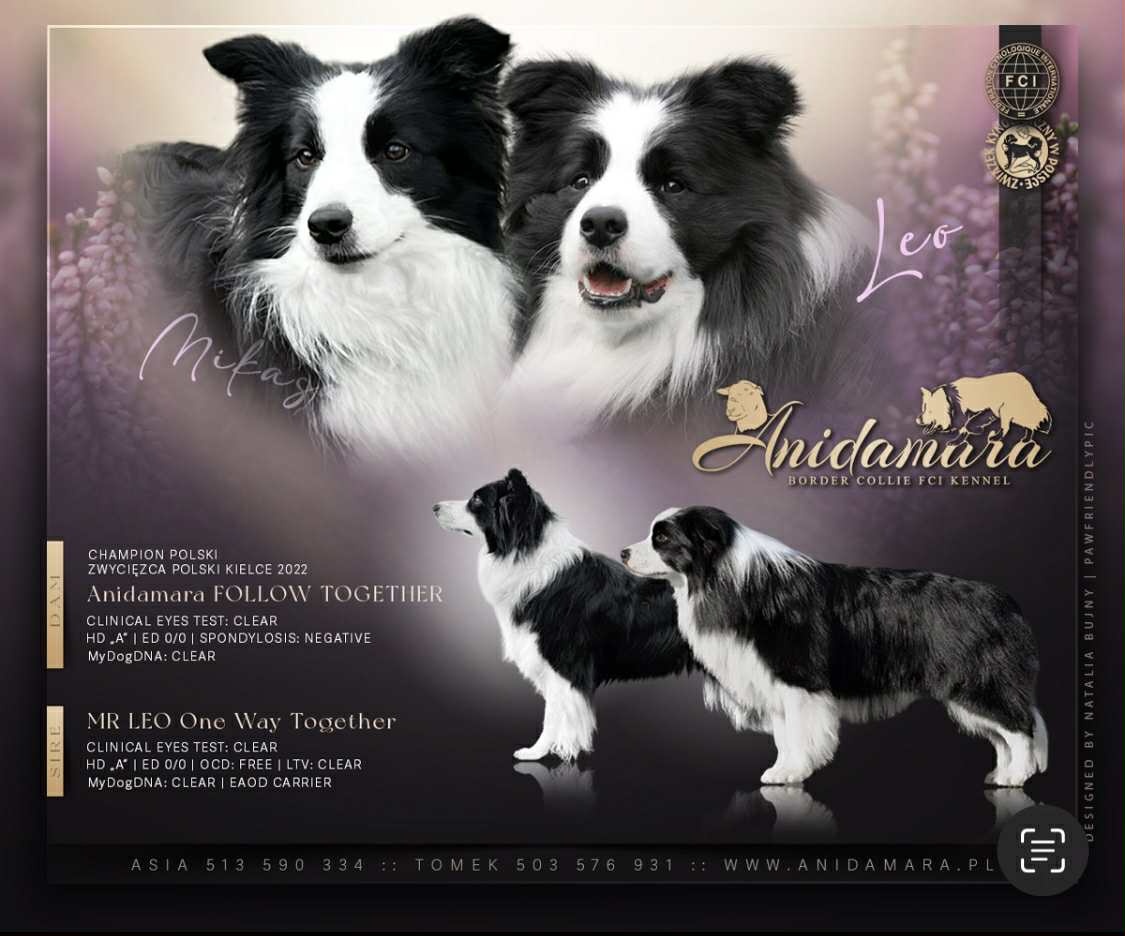 Border collie FCI - 7