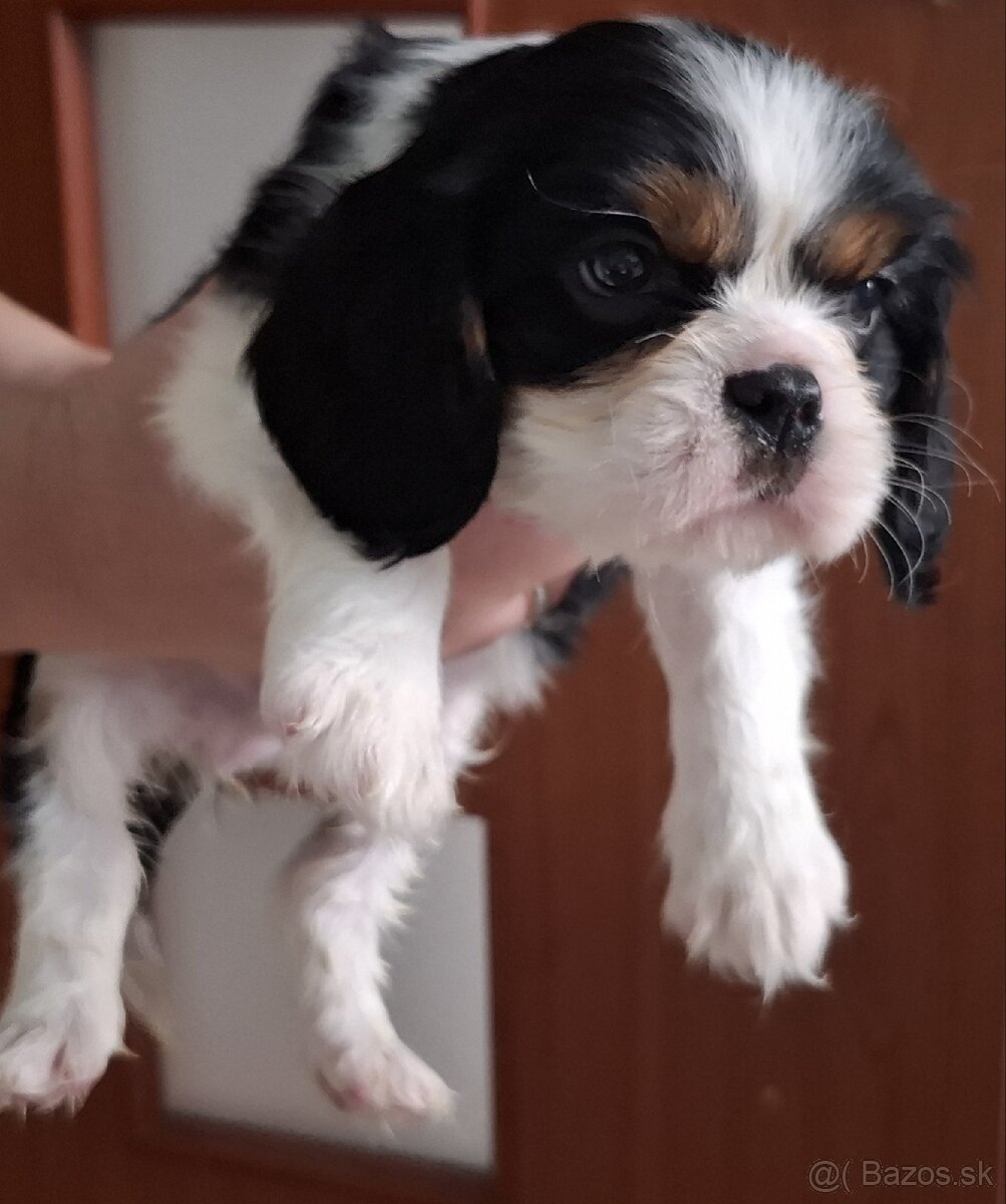 Predám Cavalier King Spaniel - 7