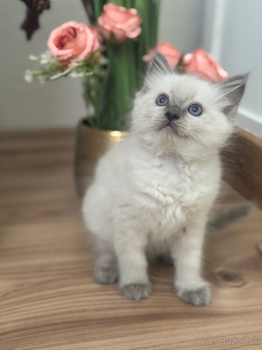 RAGDOLL mačiatka s rodokmeňom, - 7