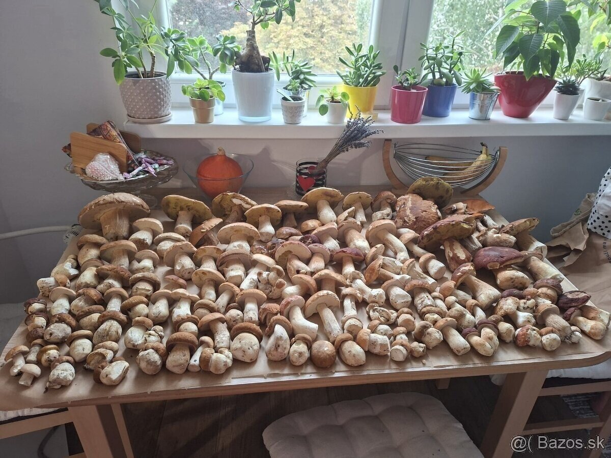 Sušené huby - 7