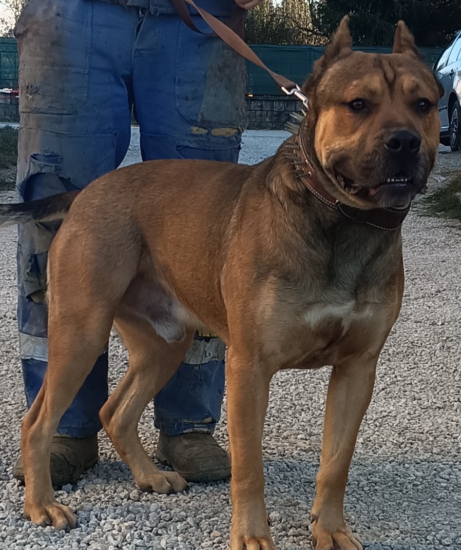 Bandog - 7
