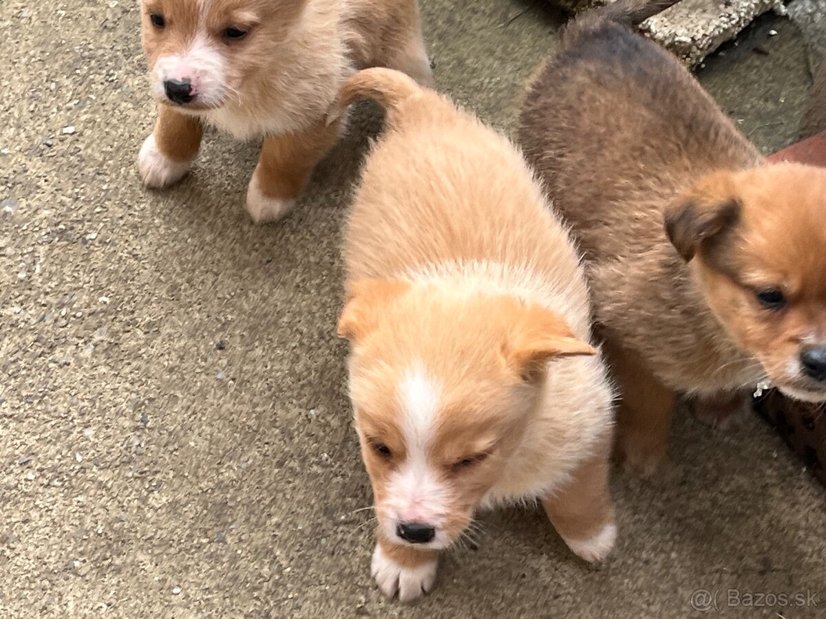 Darujem šteňatá - 7