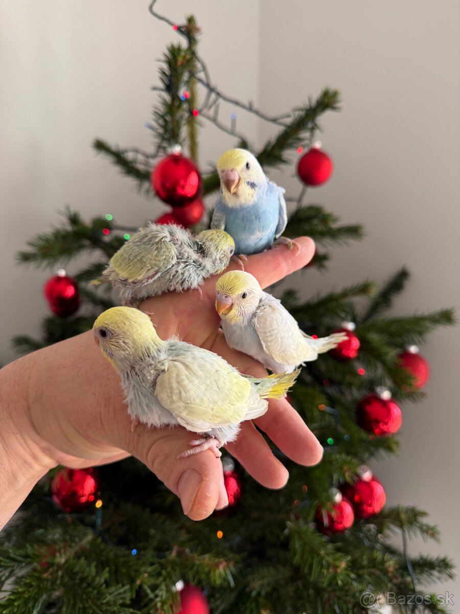 Andulky Dúhové Maznačikovia - 7