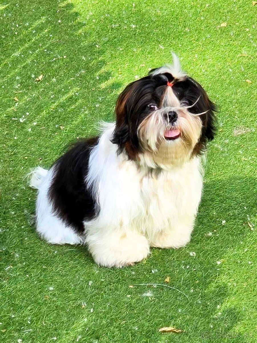 Predám šteniatka Shi tzu - 7