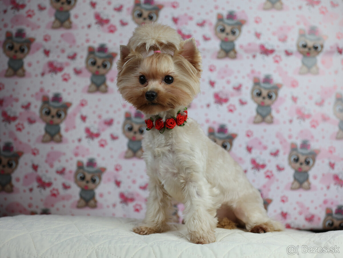Golddust yorkshire terrier - luxusní fenečka s PP - 7