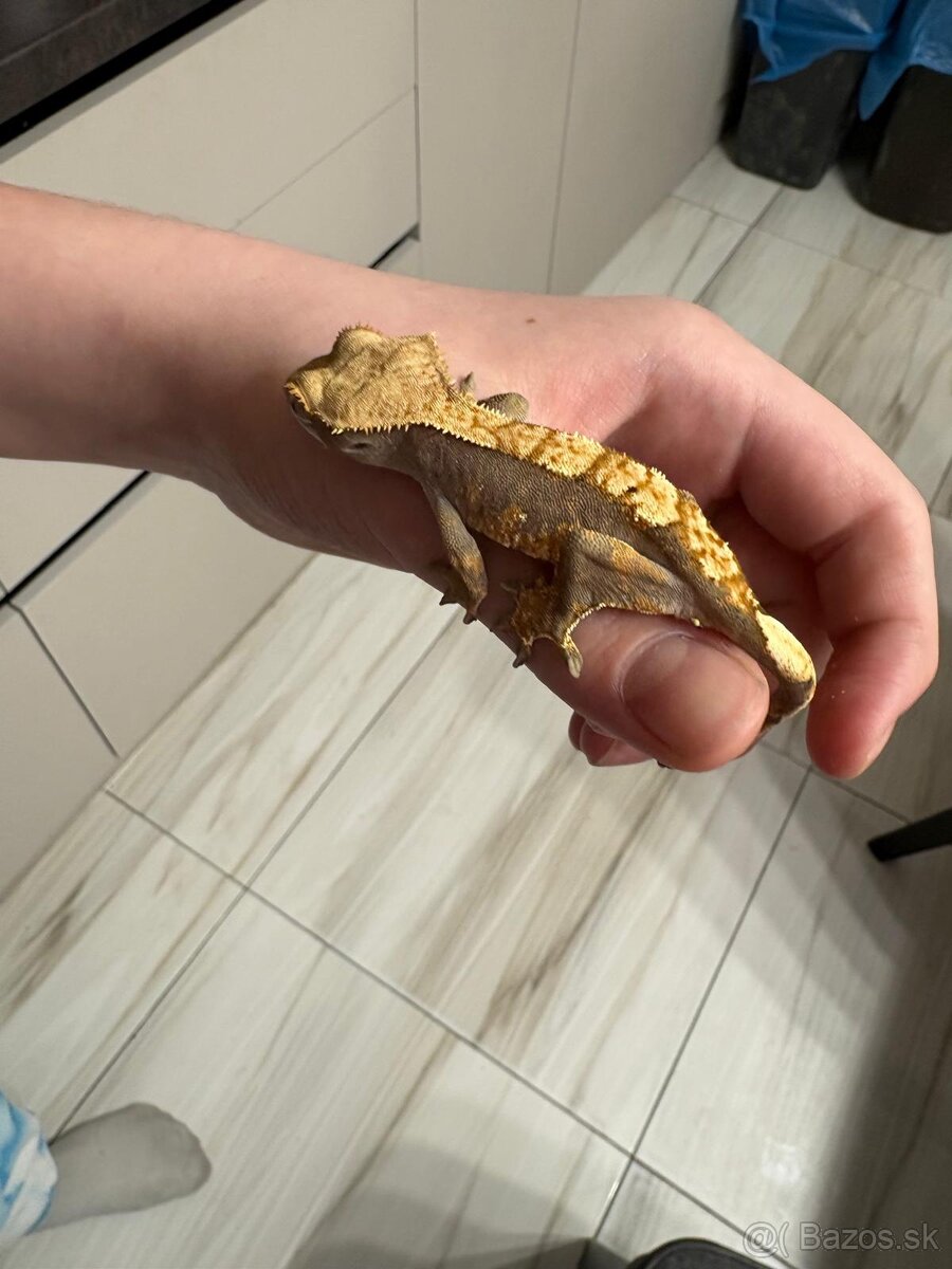 Pagekon riasnaty - 7