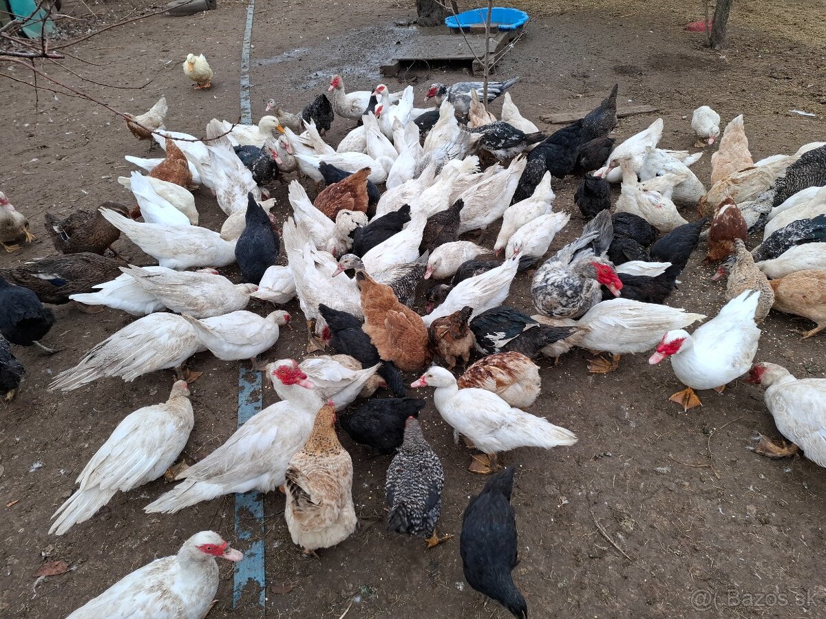 Kačice čínske-pižmové - 7