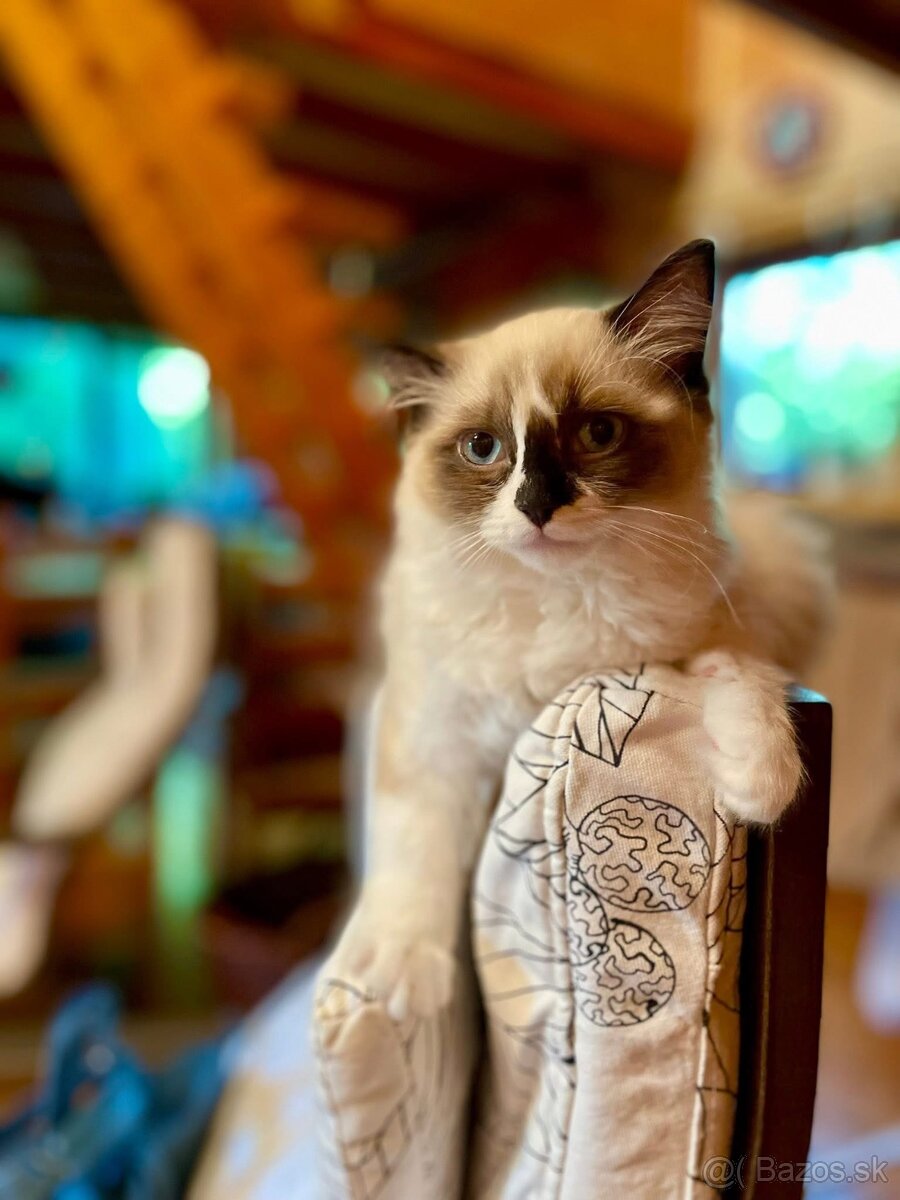 Ragdoll “priadky” macicky - 7