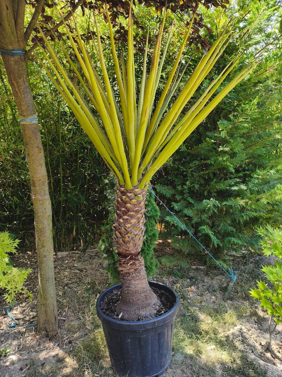 Juka yucca - 7