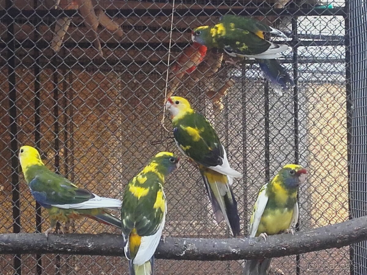 Penant zlaty pastel - 7