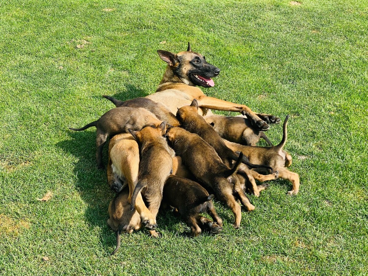 Šteniatka belgický ovčiak malinois - 7