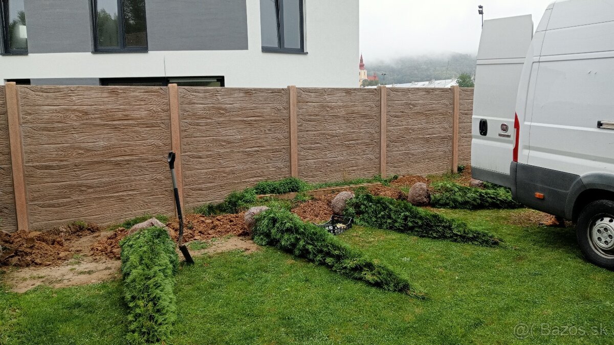 Tuja Smaragd, vavrínovec, červienka, gaštan - Rožňava - 7