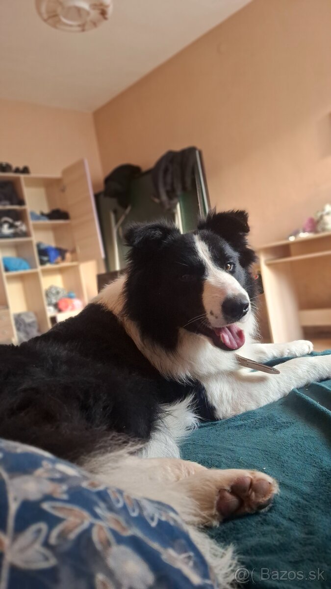 AKTUALNE Darujem border koliu - 7