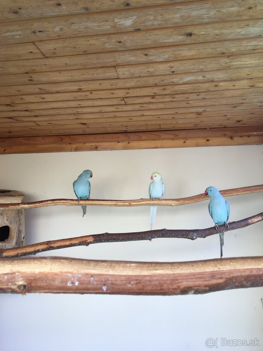 ALEXANDER MALÝ MODRÝ - 7