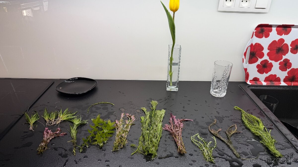 Rastlinky z prestrihu - 7