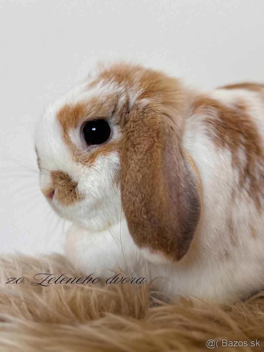 🐰 Minilop králiky 🐰 - 7