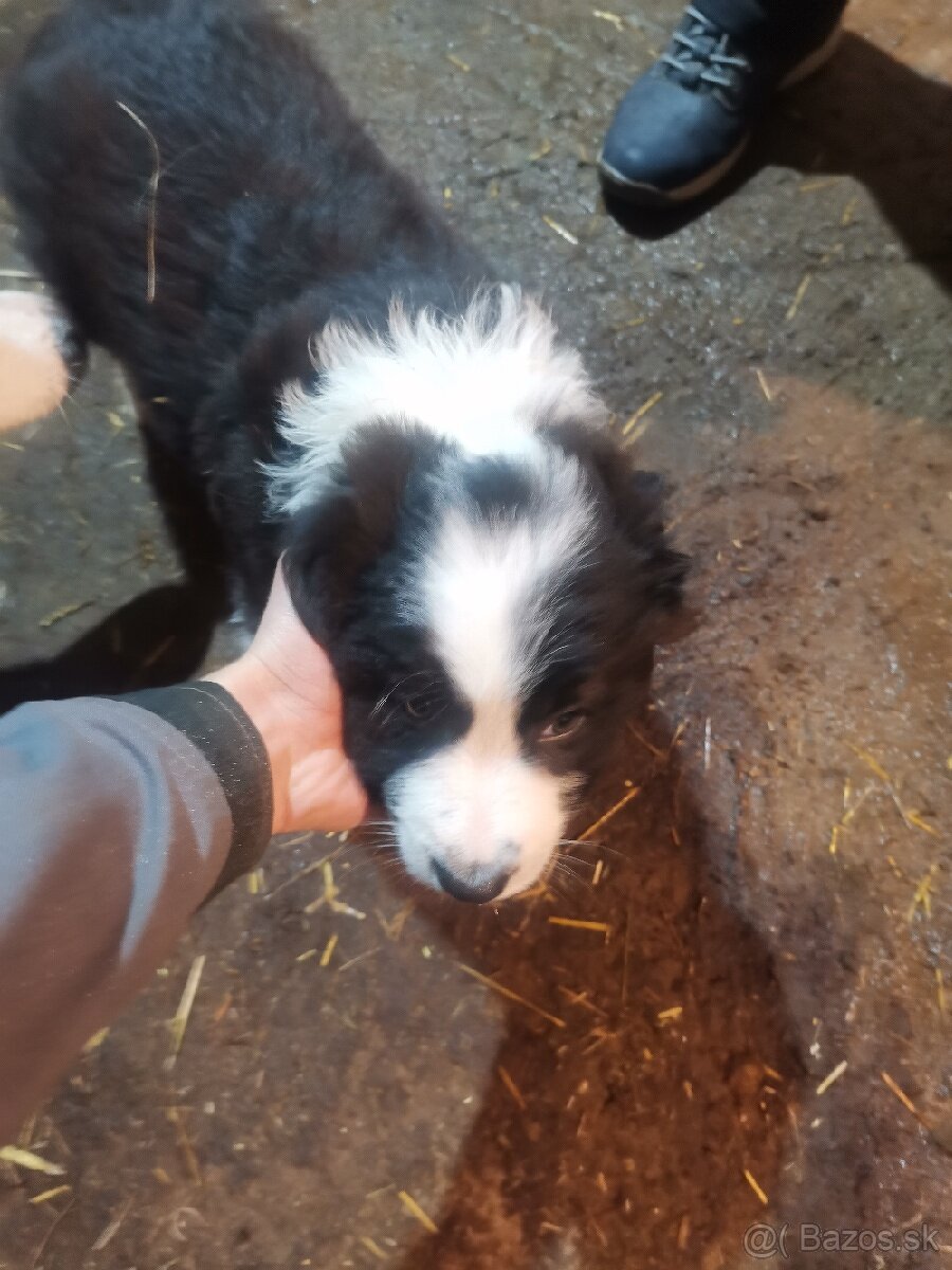 Border kólia šteniatka - 7