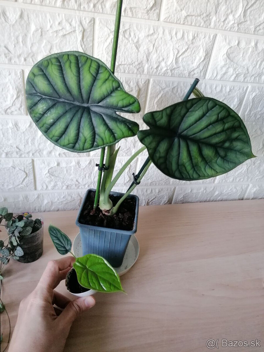 Izbové rastliny - 7