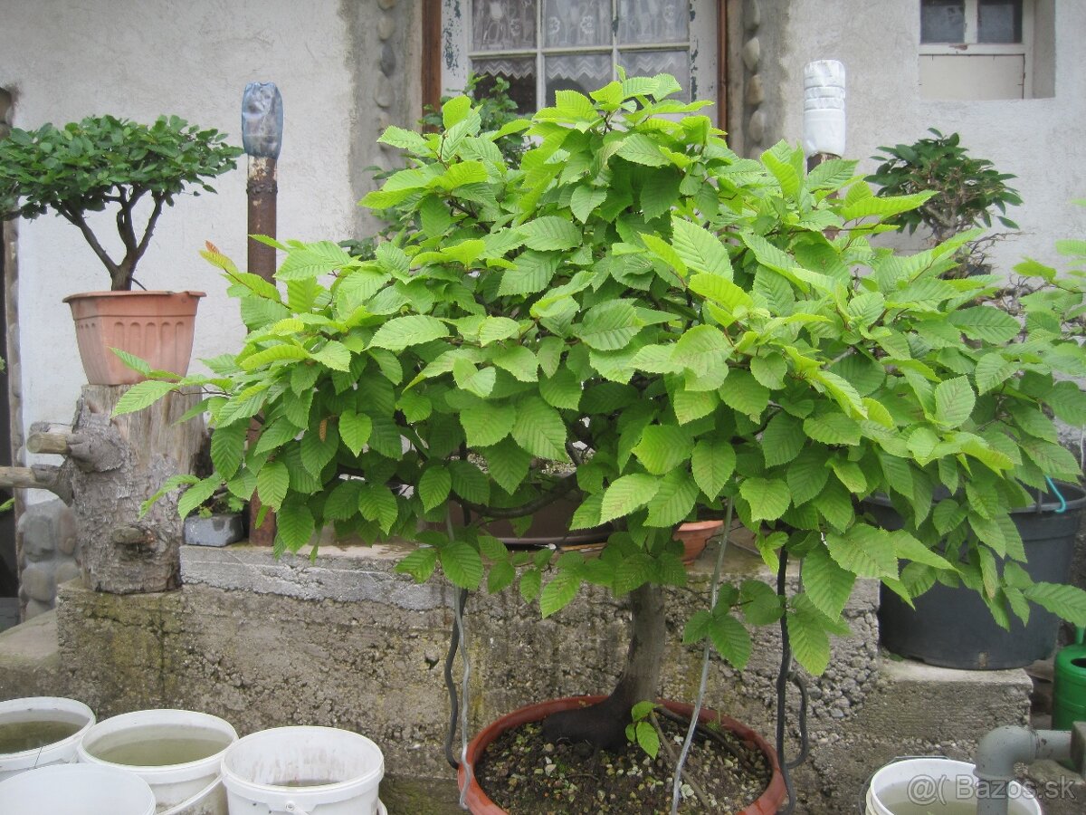 bonsai,bonsaj-hrab25 - 7