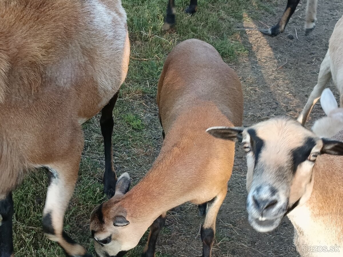 Predám ovečku ovce kamerunskej - 7