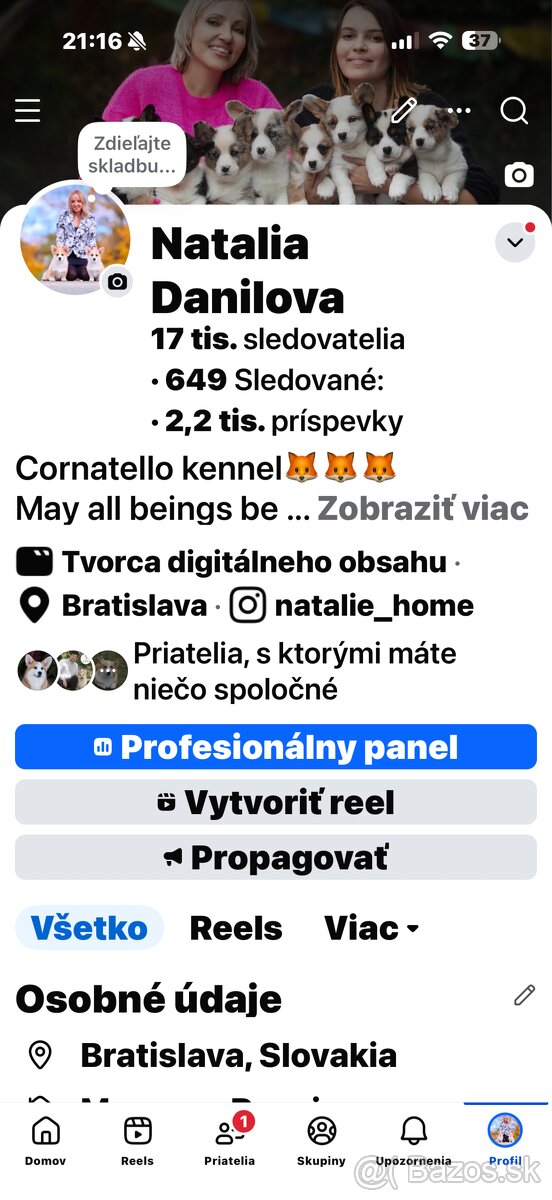 Welsh corgi cardigan s PP - 7