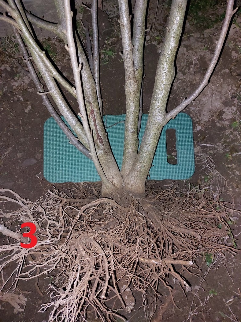 Rastliny na bonsaj, bonsai - IBIŠTEK SÝRSKY_2 - 7