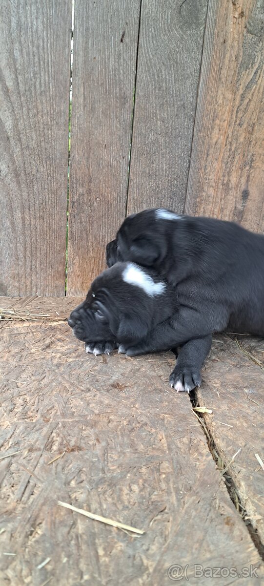 Weimar, weimarsky stavač... - 7