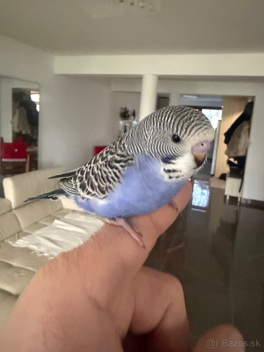 Andulky Maznačikovia krotke - 7