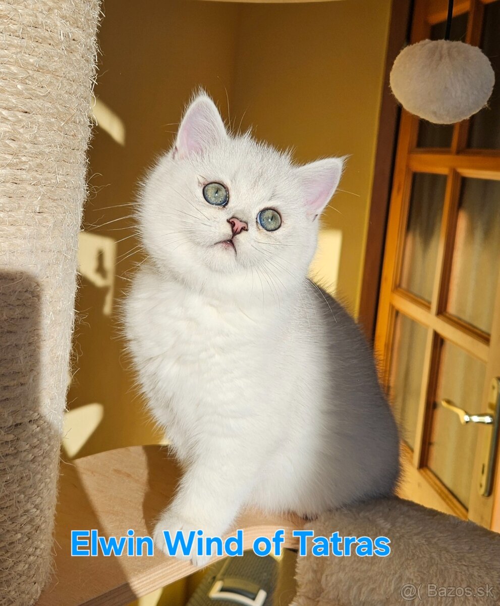 Britská krátkosrstá - 7