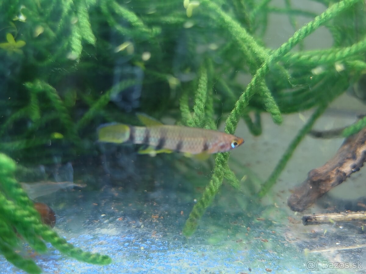 Epiplatys dageti vlastný odchov - 7