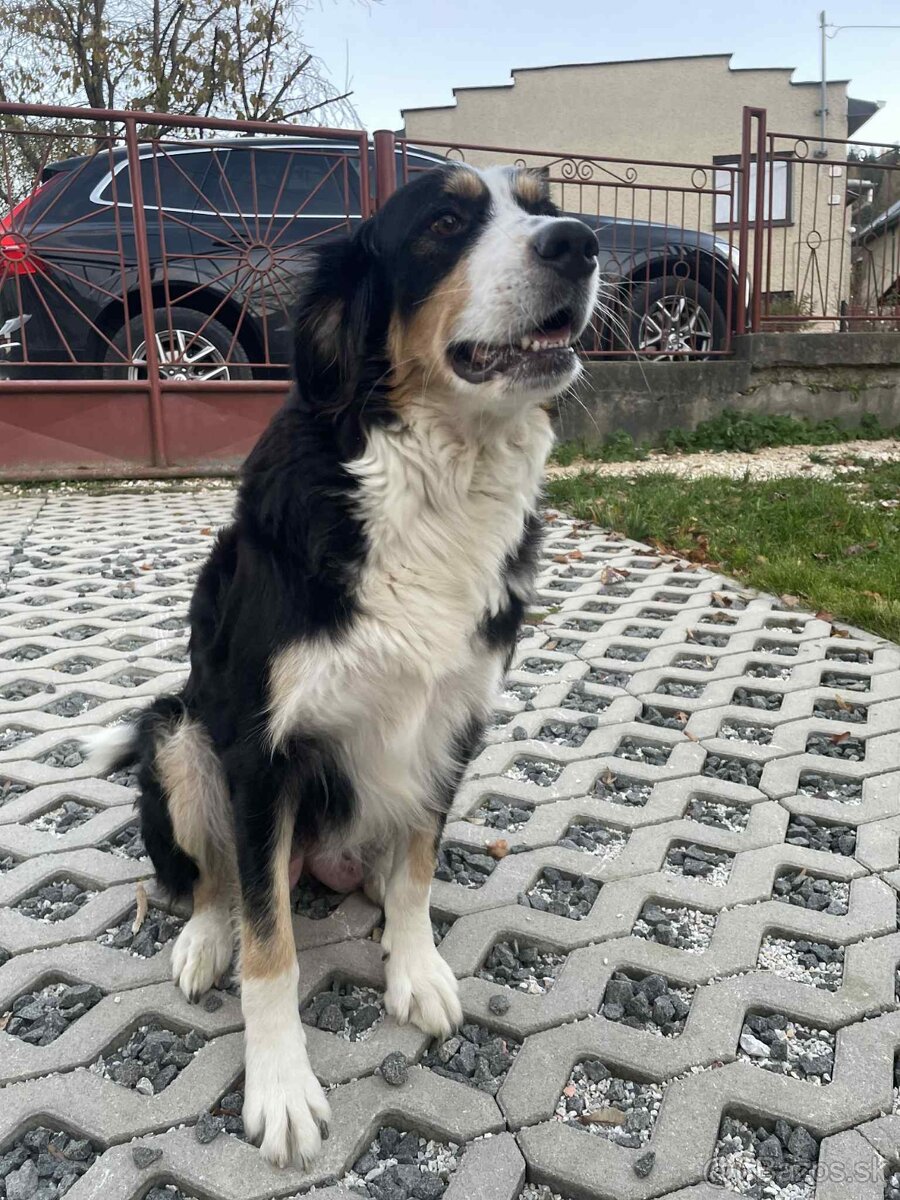 Na predaj šteniatka - 7