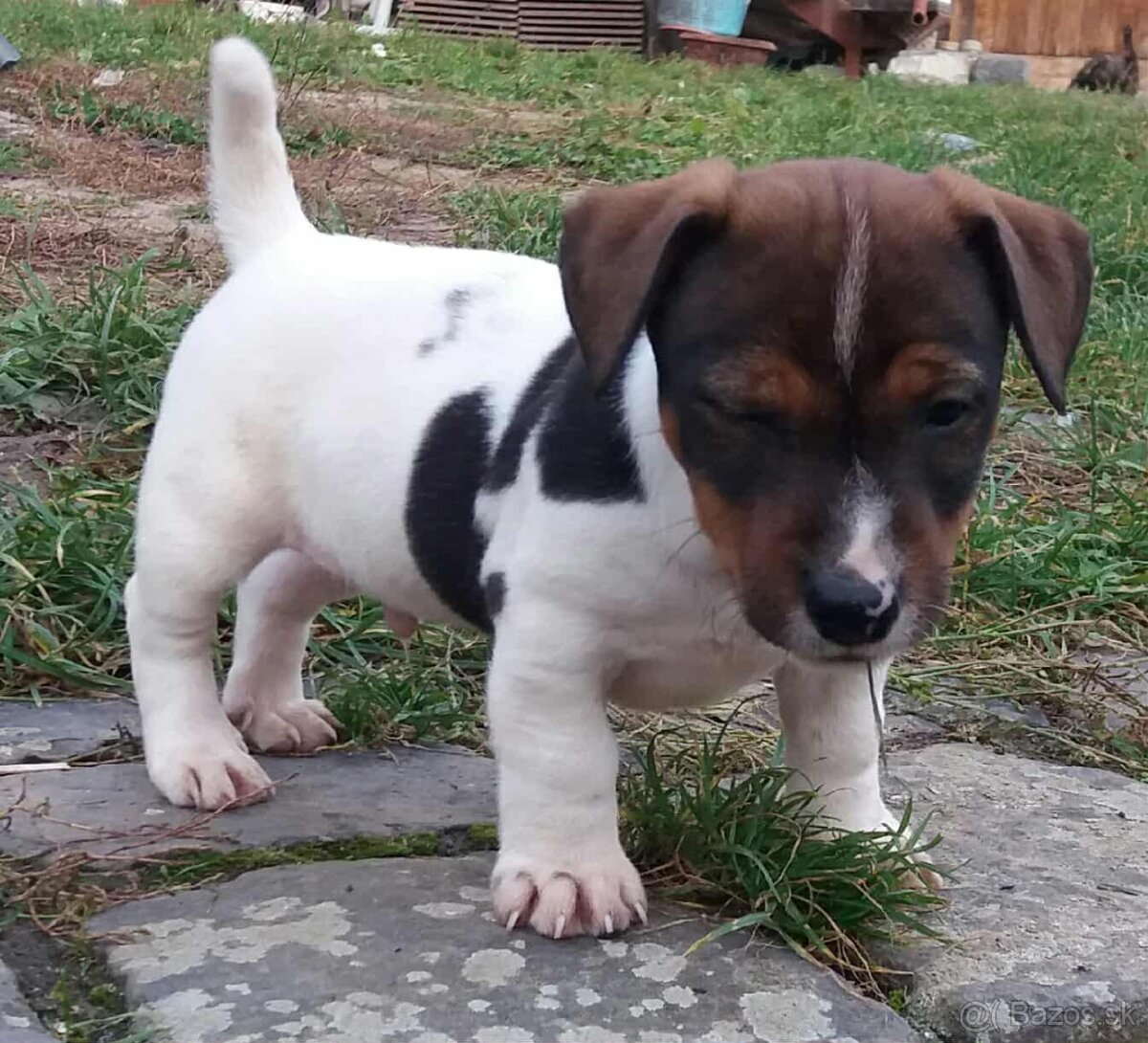 jack russel terier - 7