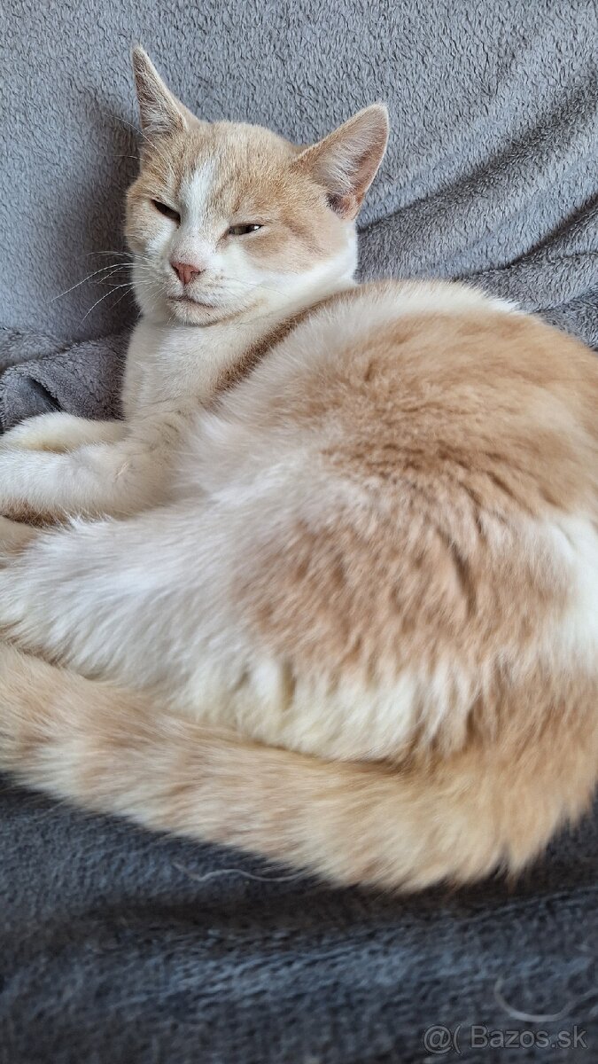 Darujem mačiatka - 7