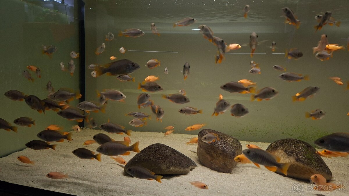 Africké cichlidy Malawi - 7