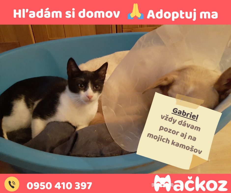 THOMAS a GABRIEL - DARUJEM KOCURIKA / KOCURIKOV NA ADOPCIU - 7